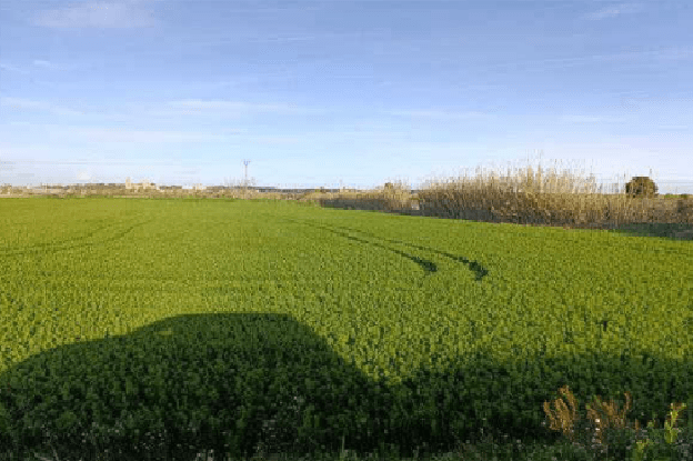 La Diputación de Zaragoza saca a concurso el arrendamiento de cuatro fincas rústicas en Montañana para cinco años