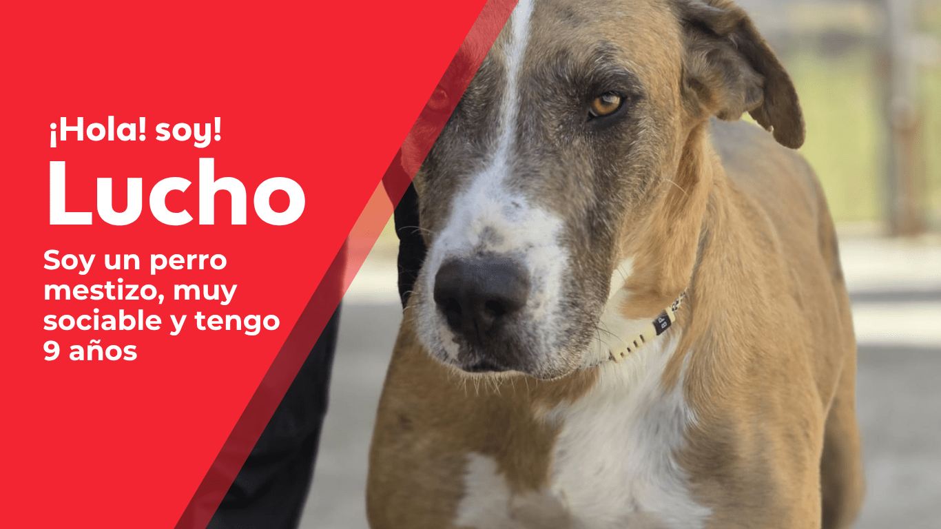 perros web(1)