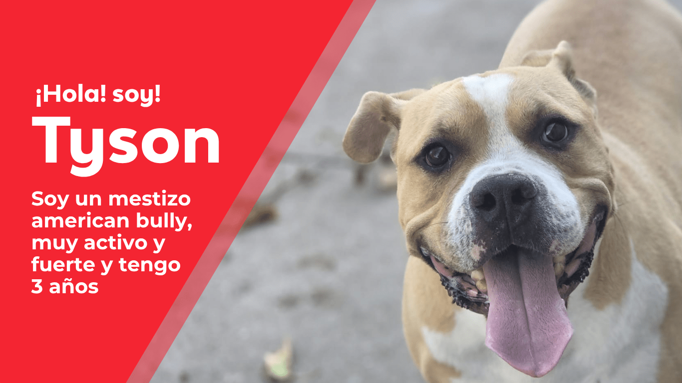 perros web(10)