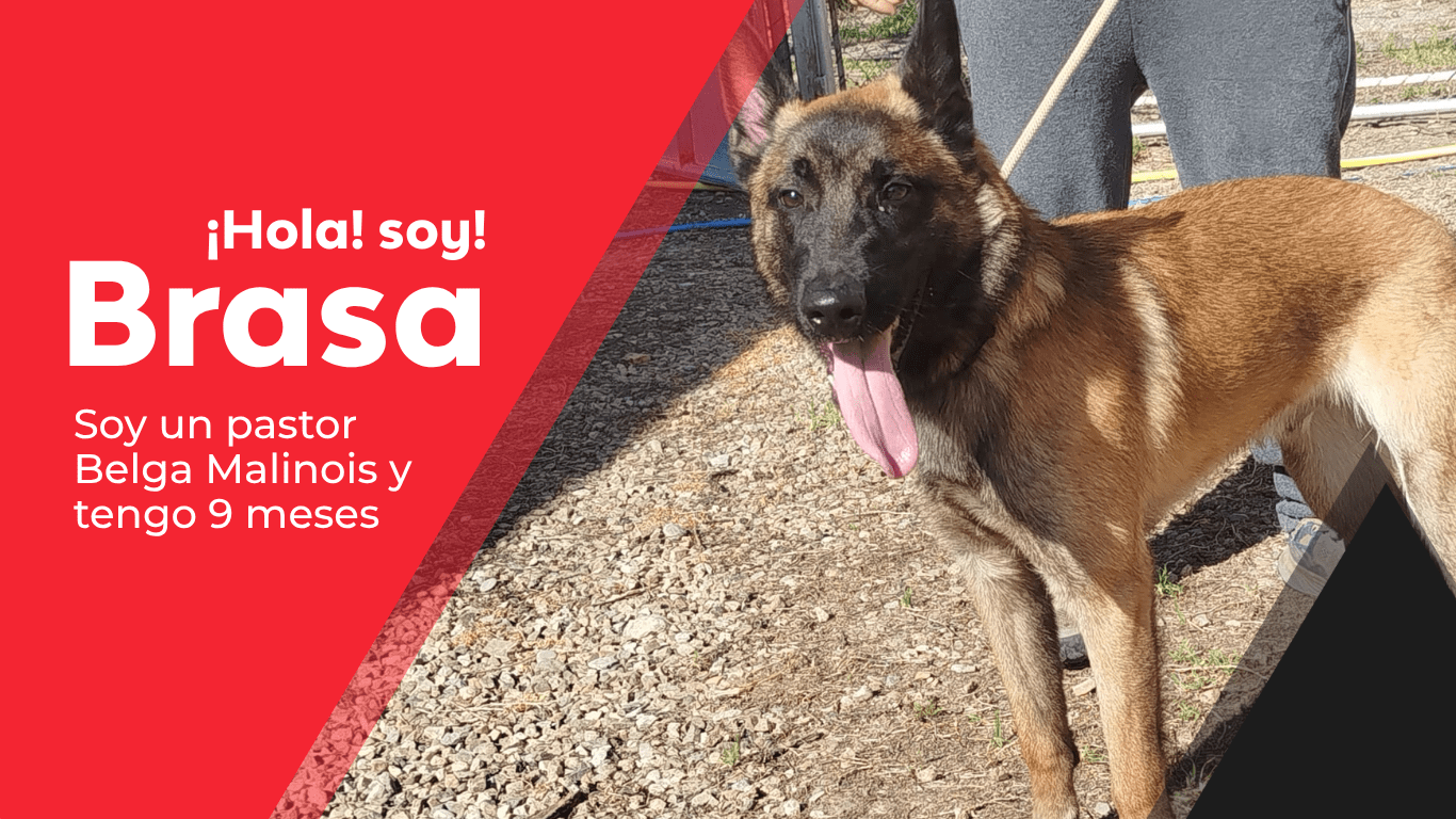 perros web(12)