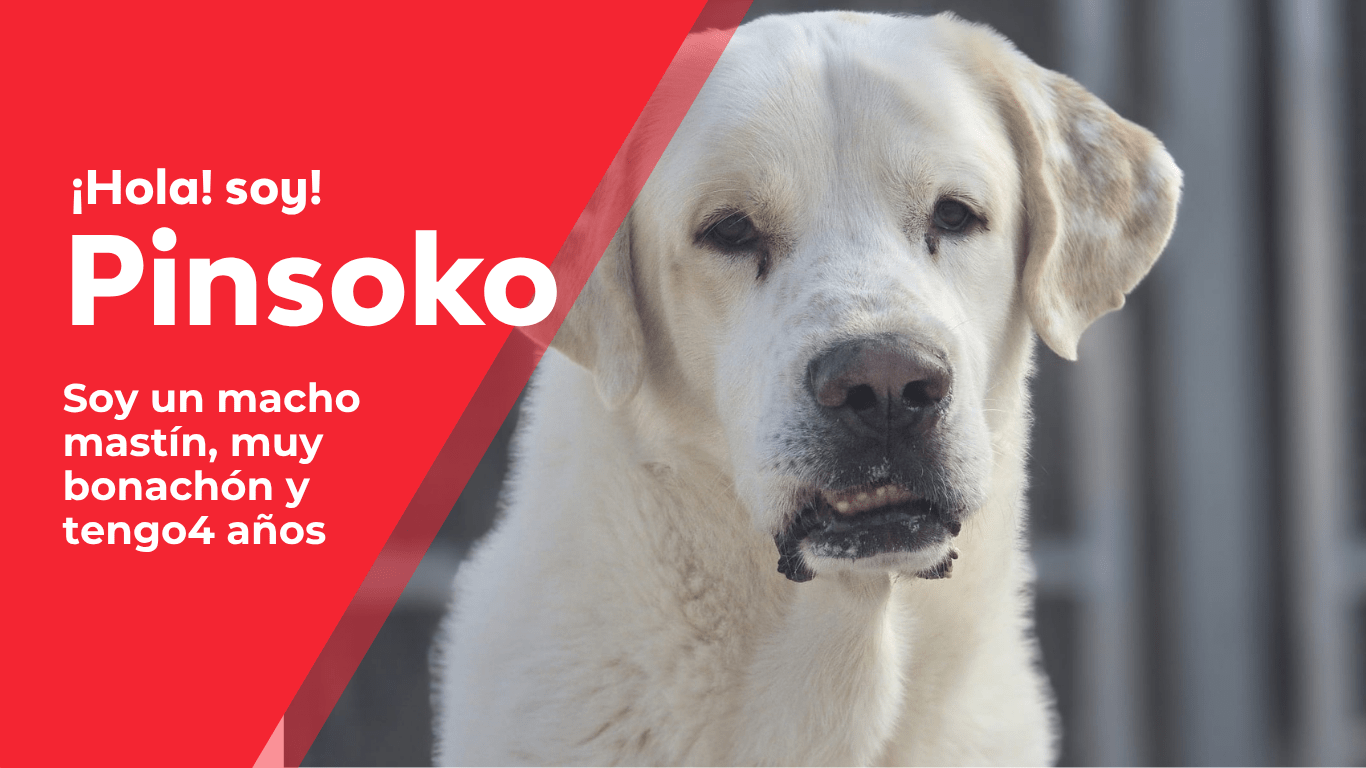 perros web(14)