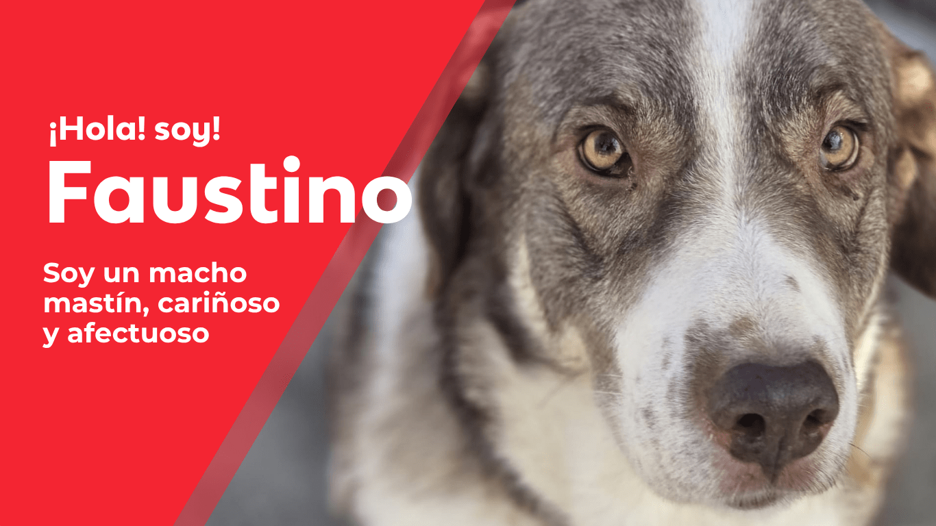 perros web(15)