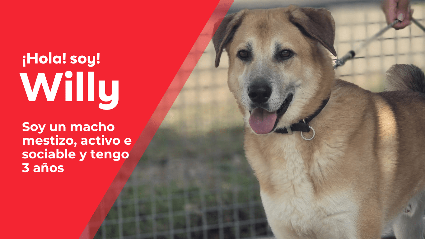 perros web(16)