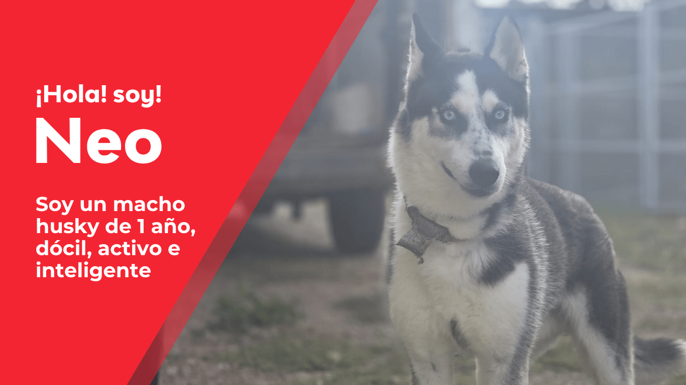perros web(17)