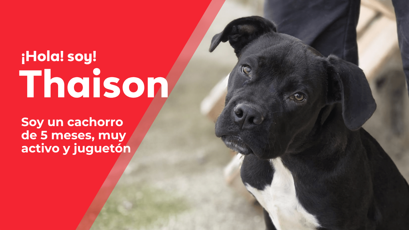 perros web(18)