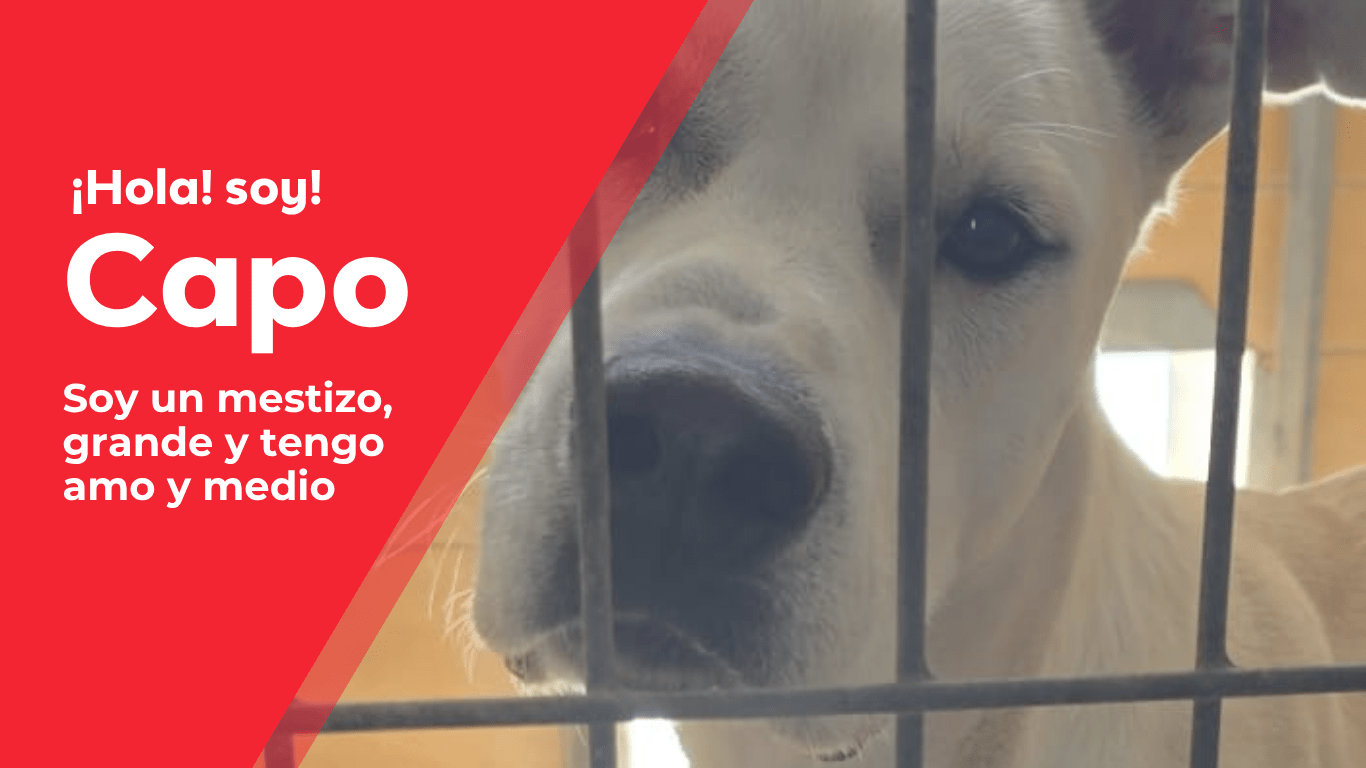 perros web(4)