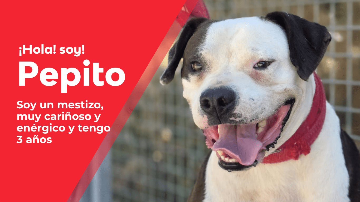 perros web(6)